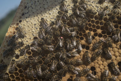 Honeycomb with western honey bees or european honey bee - apis mellifera