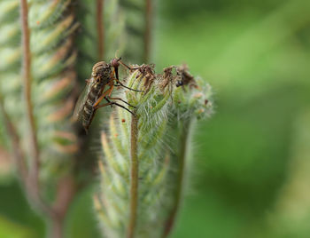 Close-up of spider on plant