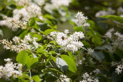 Close-up of white flowering plant