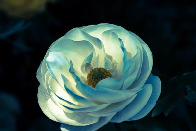 Close-up of white flower