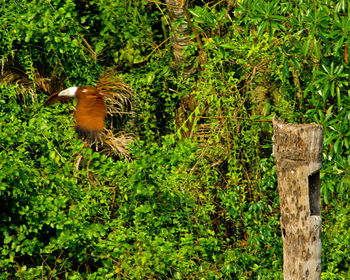 Bird flying over a forest