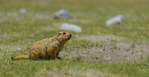 Side view of marmot on land