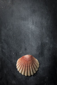 Close-up of seashell on table against black background