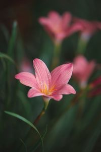 Close-up of pink flower