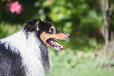 Tricolor adorable shetland sheepdog - sheltie portrait