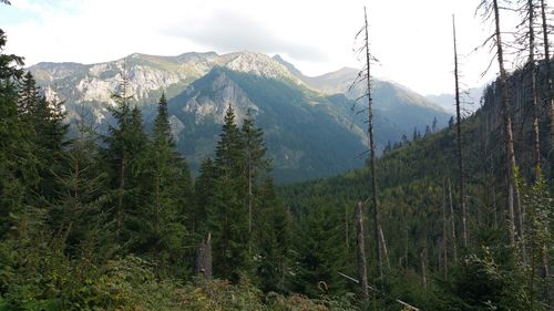 Scenic view of forest and mountains against sky