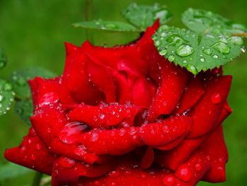 Close-up of wet red rose