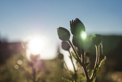 Close-up of flowering plant against sky