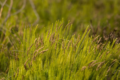 Close-up of pine tree on field