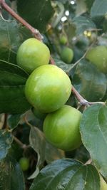 Close-up of fruits on tree