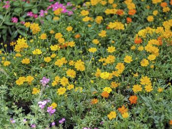 Close-up of yellow flowering plants on field
