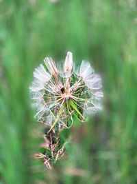 Close-up of dandelion flower on land