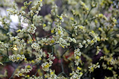 Close-up of flowering plant in park