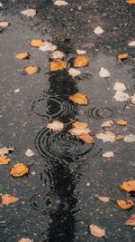 High angle view of autumn leaves on road