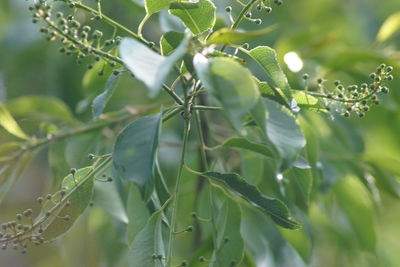 Close-up of wet plant