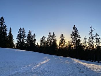 Pine trees on snow covered land against sky