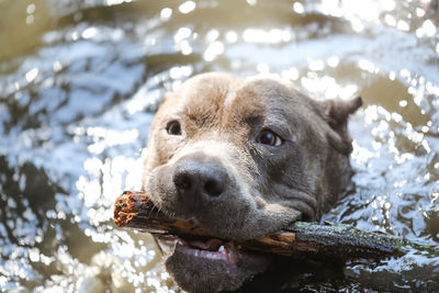 Close-up portrait of dog in lake