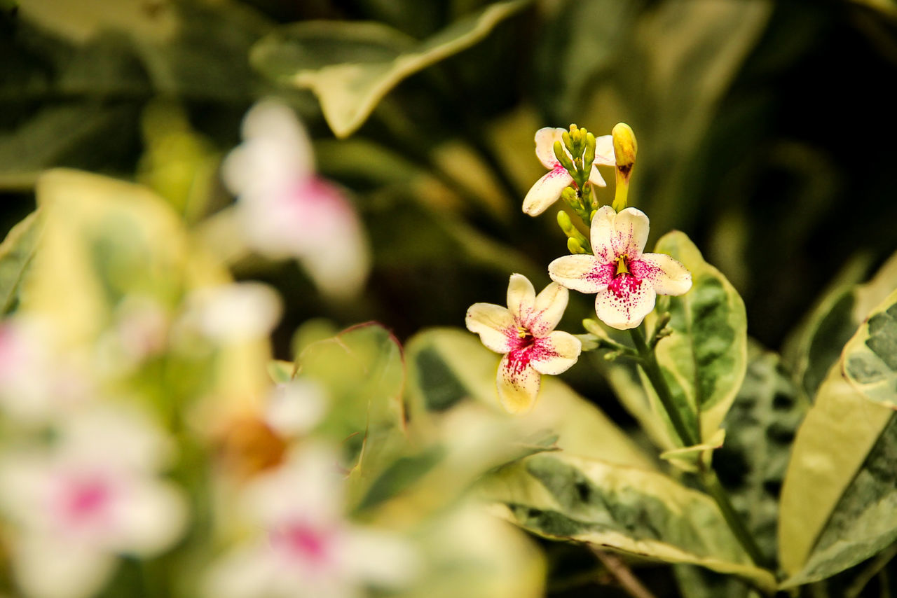 flower, freshness, growth, petal, fragility, beauty in nature, focus on foreground, close-up, nature, plant, bud, selective focus, leaf, insect, flower head, pink color, blooming, stem, in bloom, day