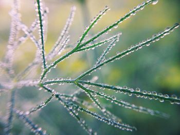 Close-up of water drops on plant