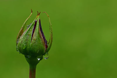 Close-up of wet flower bud