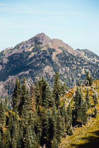 Scenic view of pine trees and mountains against sky