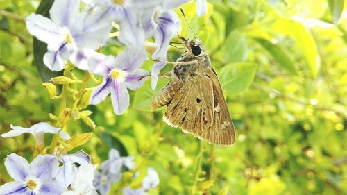 Close-up of butterfly pollinating on flower