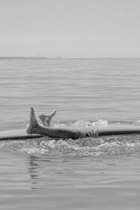 Black and white of surfer flipped upside down on surfboard