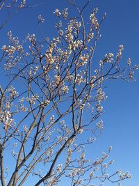 Low angle view of trees against clear blue sky