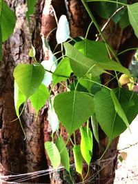 Close-up of plant growing on tree