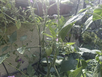 Close-up of plants