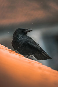 Close-up of bird