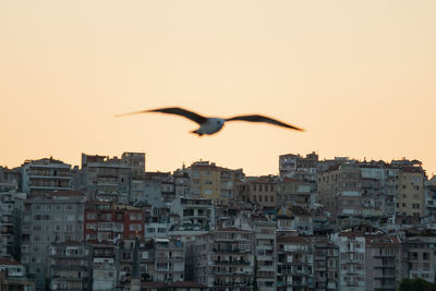 Seagull flying in city against sky