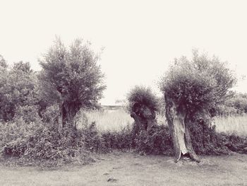 Trees on landscape against clear sky