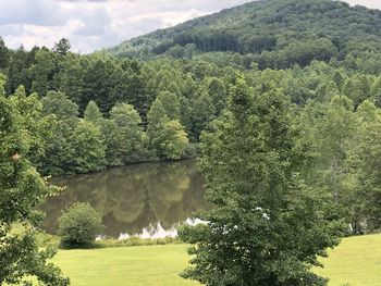 Scenic view of lake amidst trees in forest