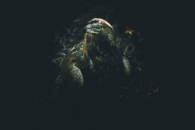 Close-up of bird against black background