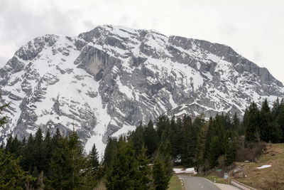 Low angle view of trees on mountain against sky
