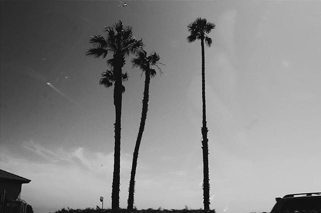 palm tree, low angle view, tree, sky, tree trunk, silhouette, growth, clear sky, nature, tall - high, no people, outdoors, day, built structure, street light, coconut palm tree, branch, tranquility, beauty in nature, building exterior