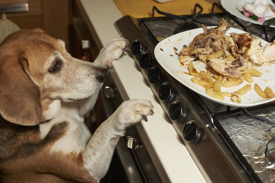 Beagle dog looking plate from table