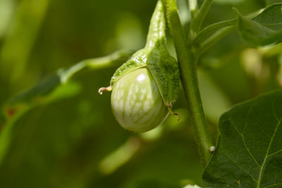 Close-up of plant