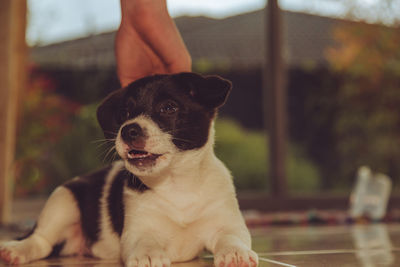 Portrait of a dog with hand