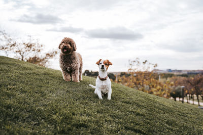 View of dogs on field against sky