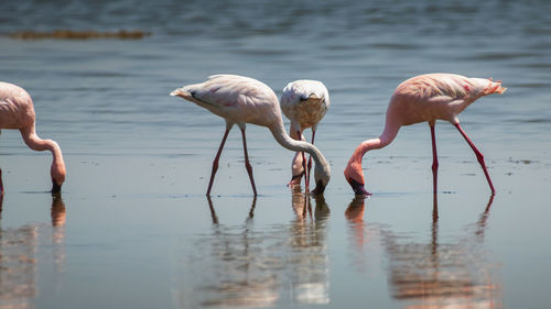 Flamingos foraging in lake