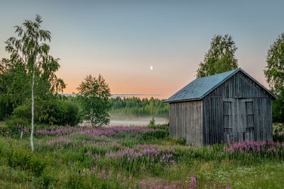 Purple flowering plants on field against sky during sunset