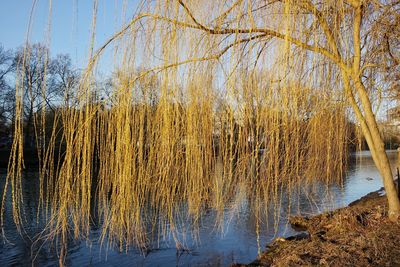 Scenic view of lake in forest