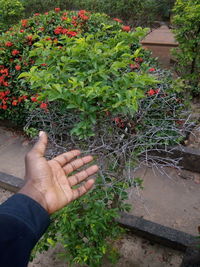 High angle view of hand holding plants