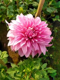 Close-up of pink flower blooming outdoors