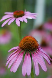 Close-up of purple coneflower blooming outdoors