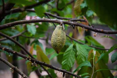 Close-up of fruit on tree