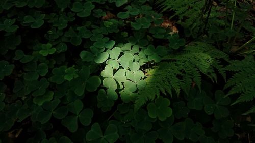 Full frame shot of leaves