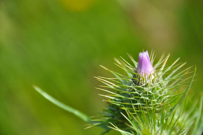 Close-up of purple flower plant